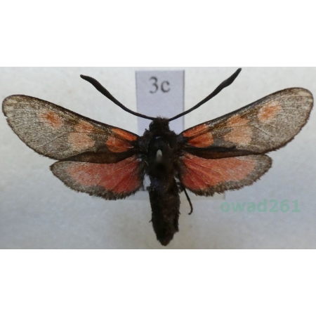 Zygaena trifolii (Esper, 1783) Kraśnik pięcioplamek Czech3c